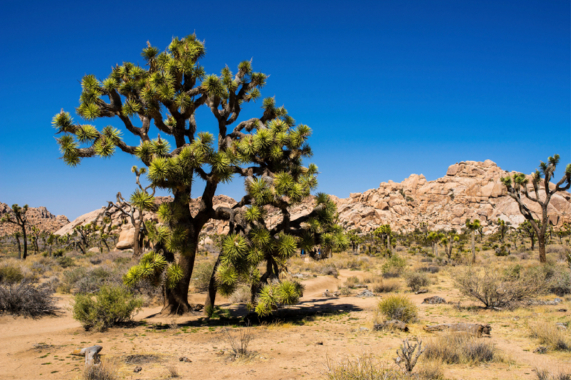 Joshua Tree NP