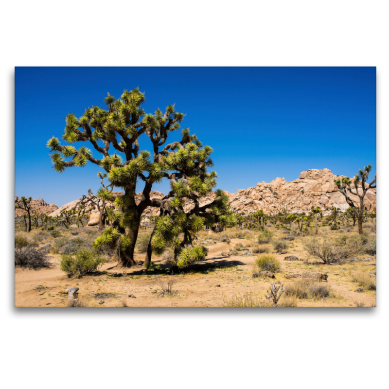 Joshua Tree NP