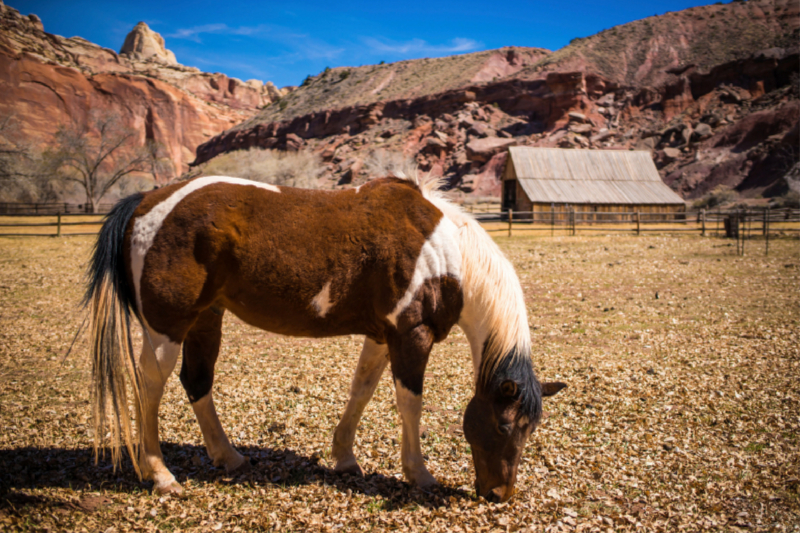 Capitol Reef NP