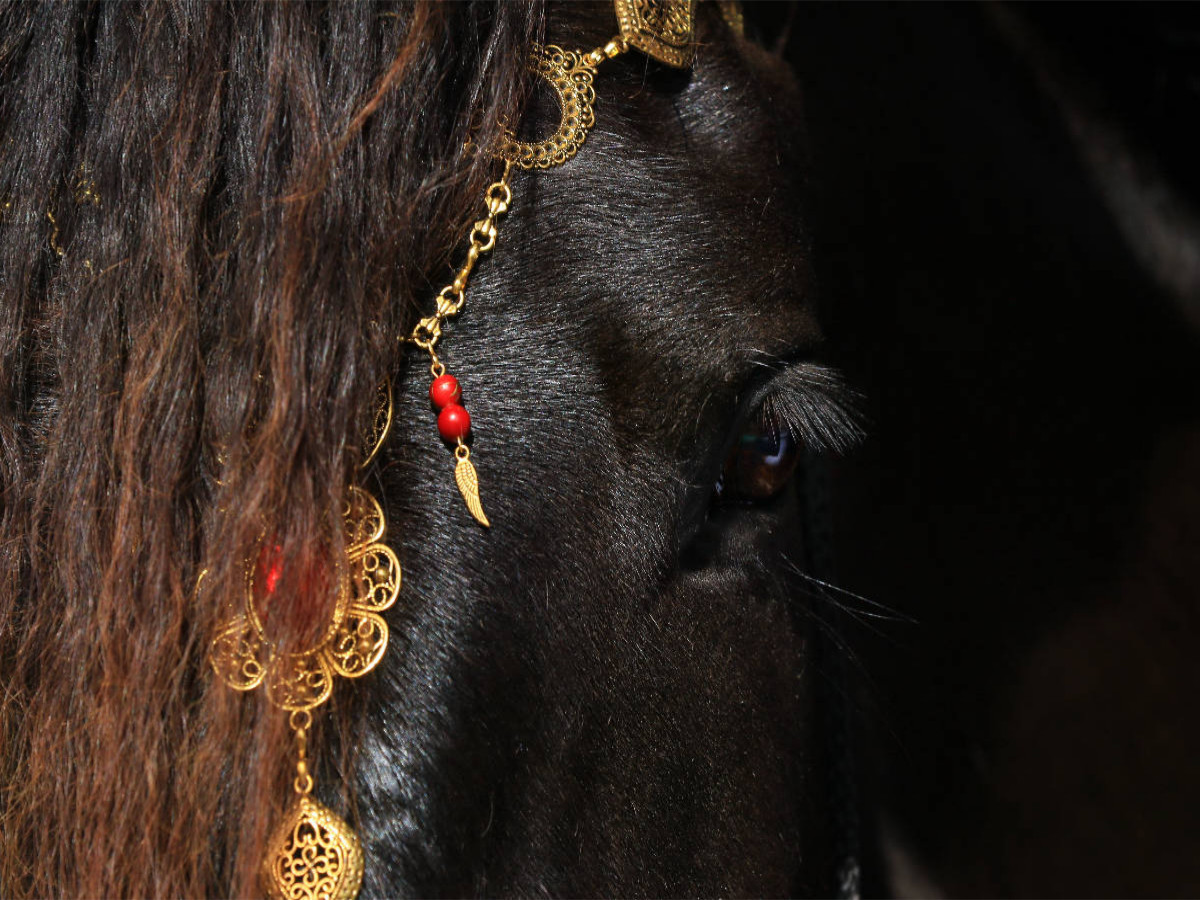 Ein Motiv aus dem Kalender Magische Momente - Pferde Horses Caballos