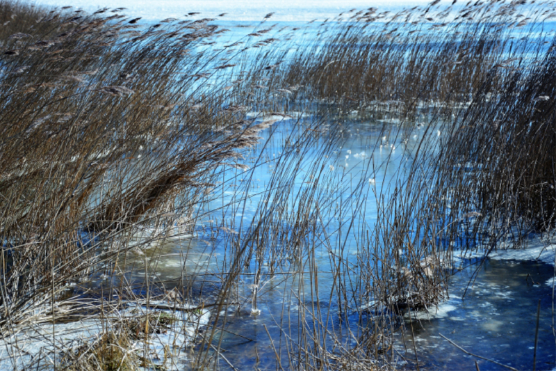 Langsam friert der Bodden in Wiek zu