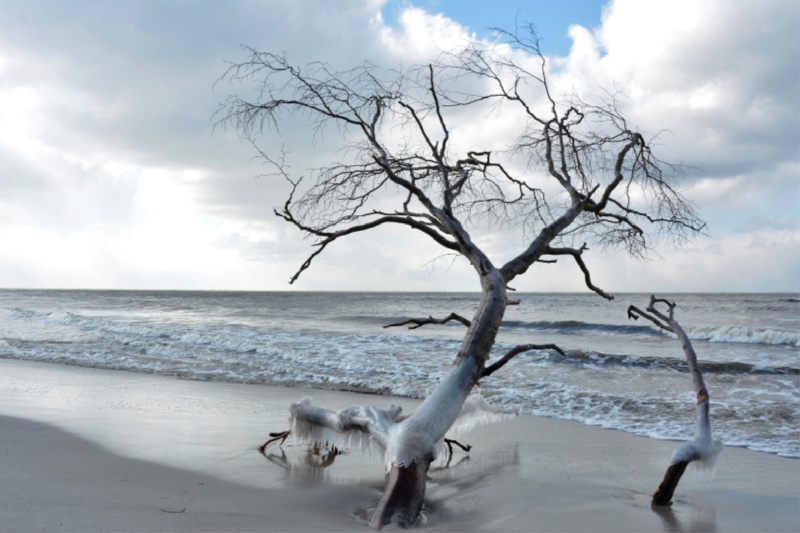 Vereist und sehr dekorativ, ein einzelner Baum am Weststrand