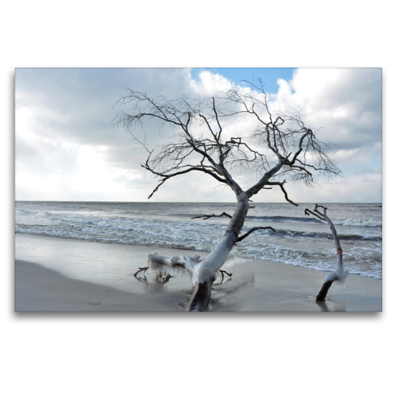 Vereist und sehr dekorativ, ein einzelner Baum am Weststrand