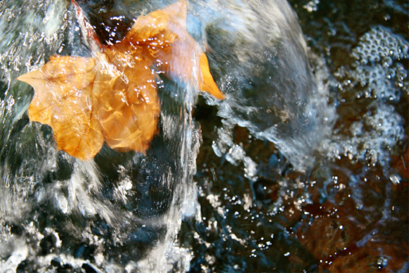 Blatt im Wasserspiel