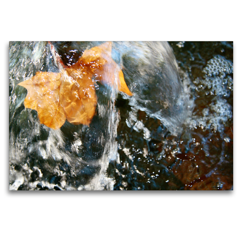 Blatt im Wasserspiel