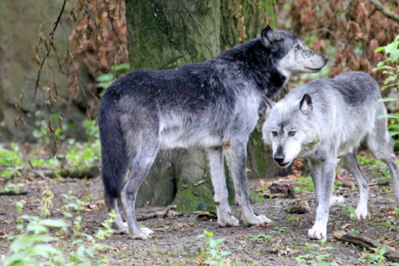 Der Timberwolf - Der Jäger aus den Rocky Mountains