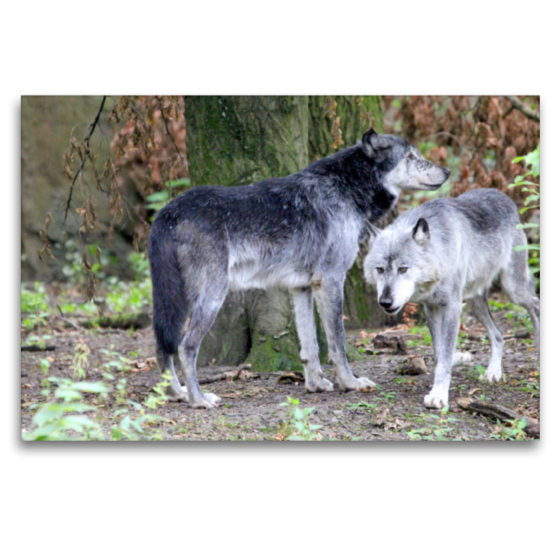 Der Timberwolf - Der Jäger aus den Rocky Mountains