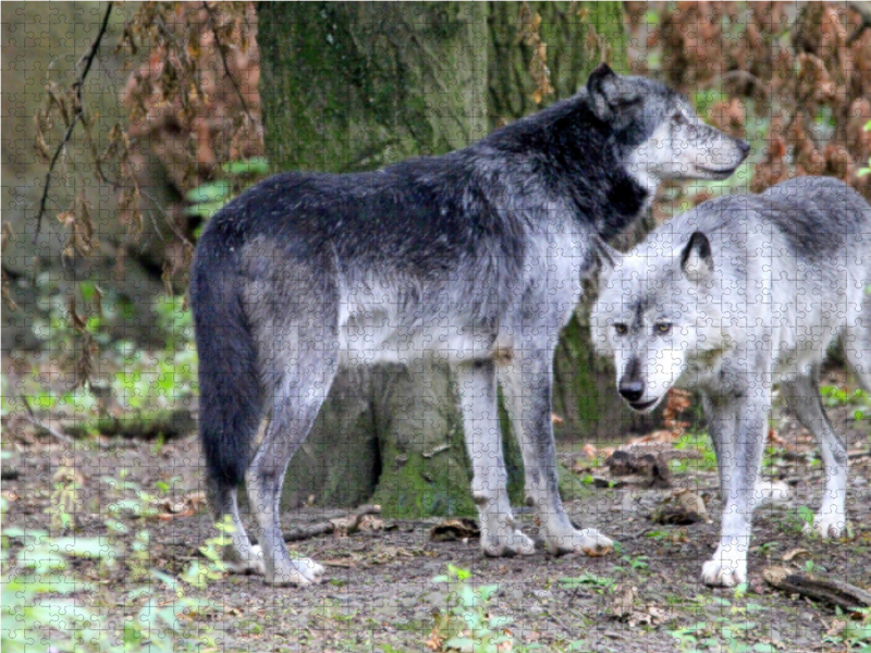 Der Timberwolf - Der Jäger aus den Rocky Mountains