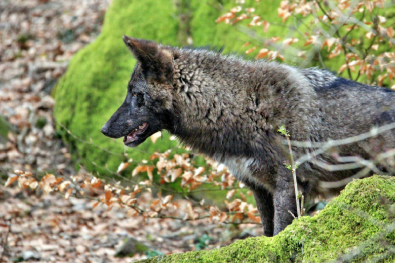 Der Timberwolf - Der Jäger aus den Rocky Mountains