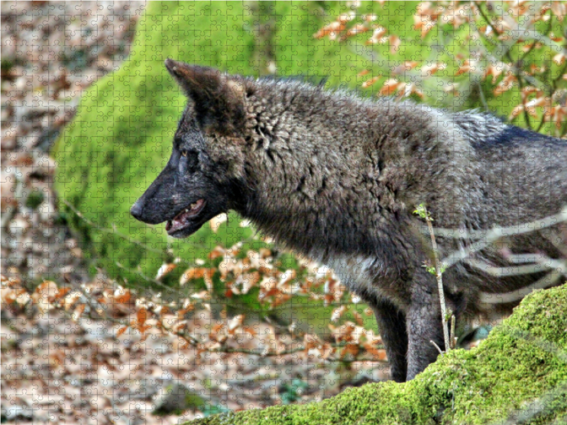 Der Timberwolf - Der Jäger aus den Rocky Mountains