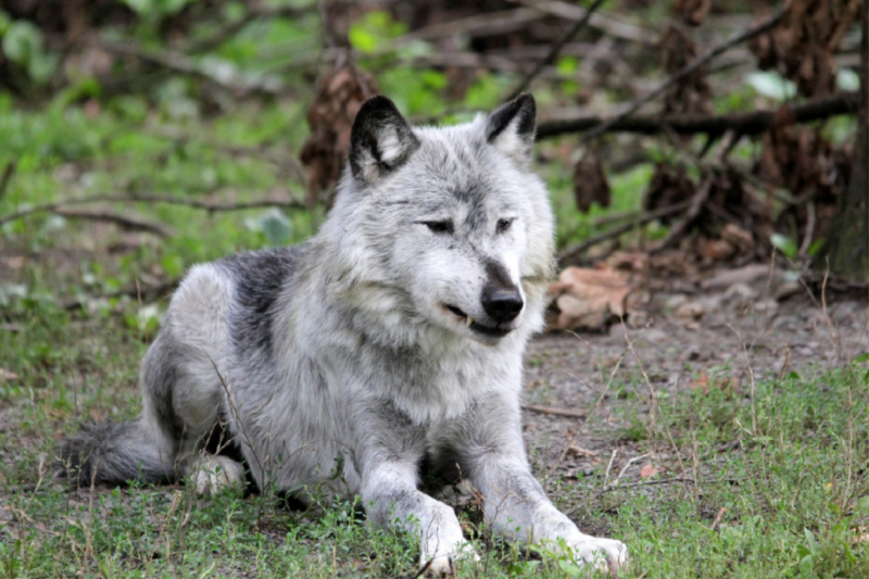 Der Timberwolf - Der Jäger aus den Rocky Mountains