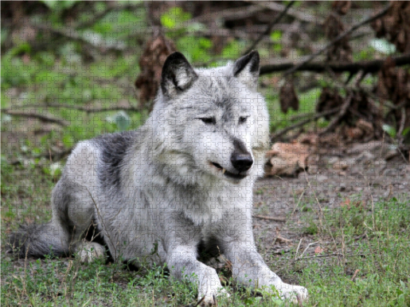 Der Timberwolf - Der Jäger aus den Rocky Mountains