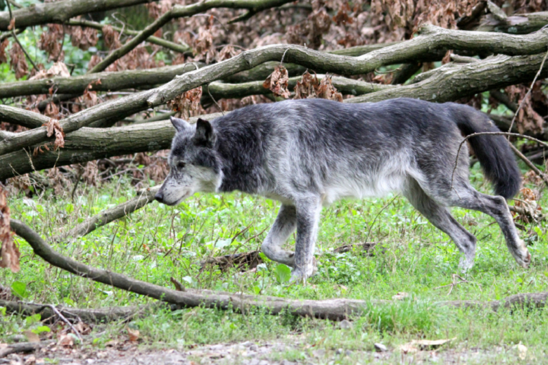 Der Timberwolf - Der Jäger aus den Rocky Mountains