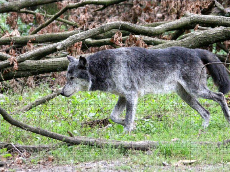 Der Timberwolf - Der Jäger aus den Rocky Mountains