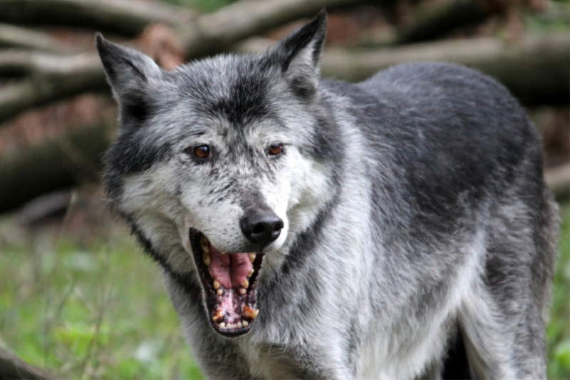 Der Timberwolf - Der Jäger aus den Rocky Mountains