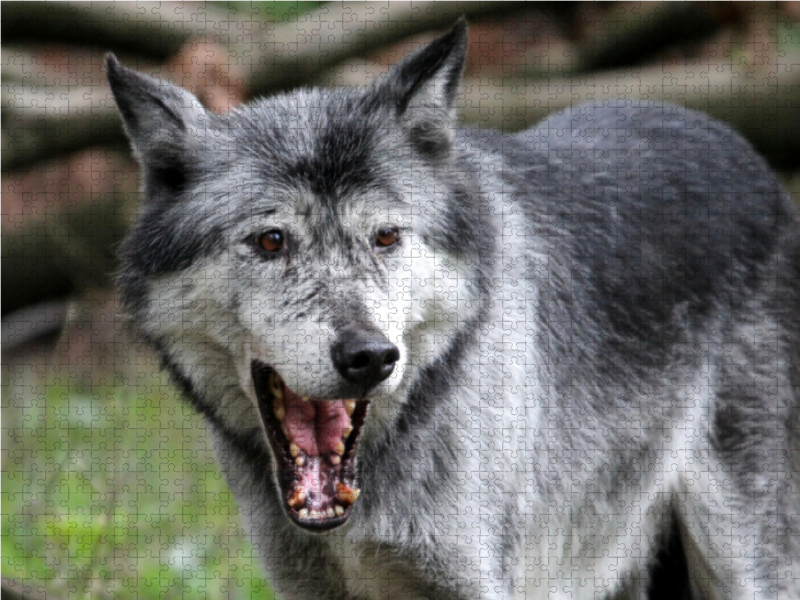 Der Timberwolf - Der Jäger aus den Rocky Mountains