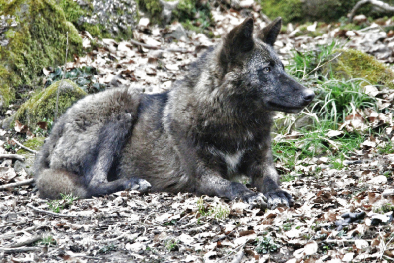 Der Timberwolf - Der Jäger aus den Rocky Mountains