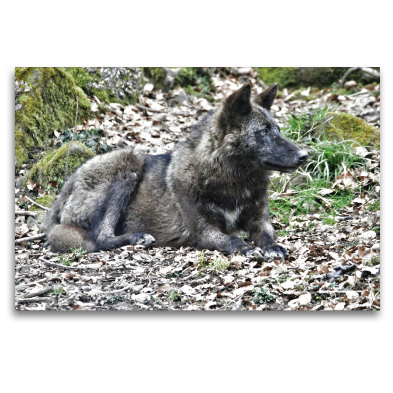 Der Timberwolf - Der Jäger aus den Rocky Mountains