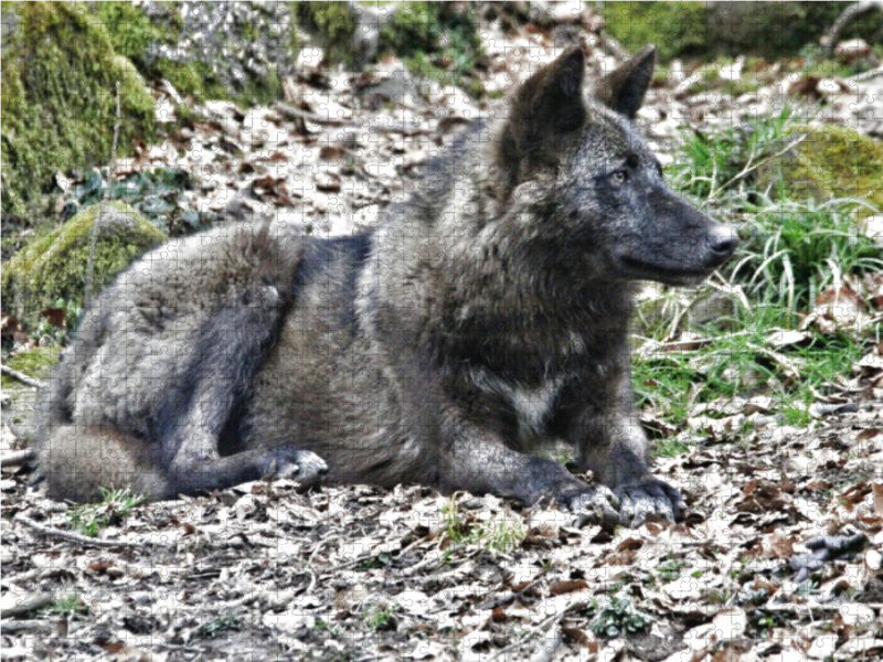 Der Timberwolf - Der Jäger aus den Rocky Mountains