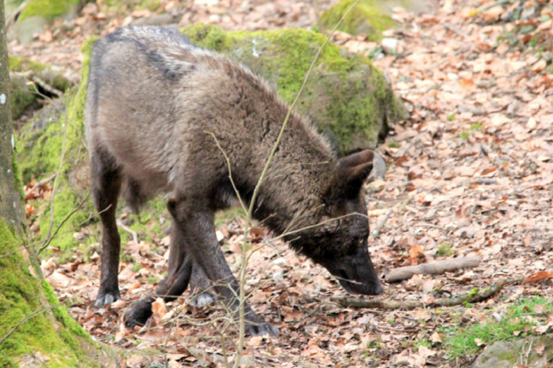 Der Timberwolf - Der Jäger aus den Rocky Mountains