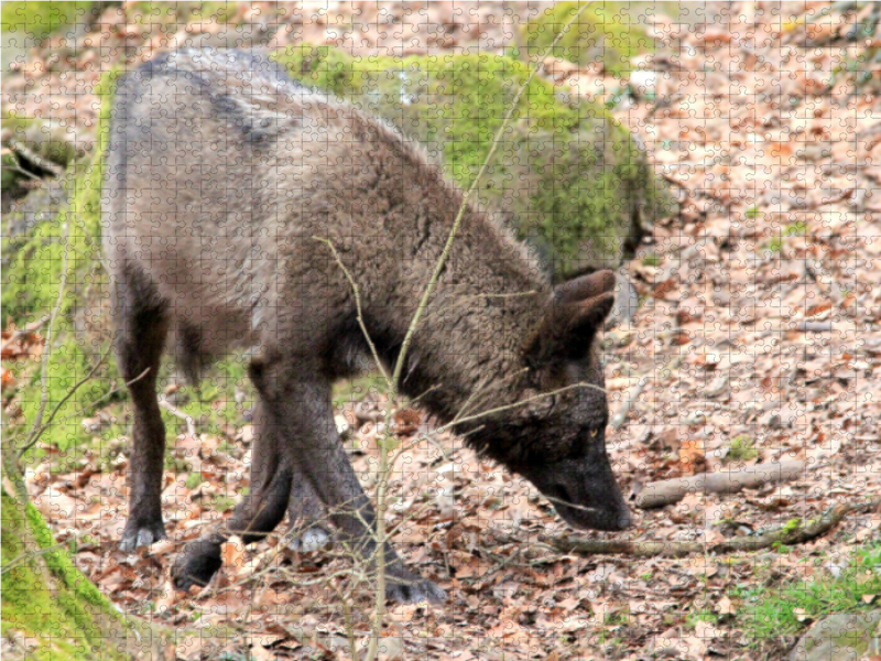 Der Timberwolf - Der Jäger aus den Rocky Mountains