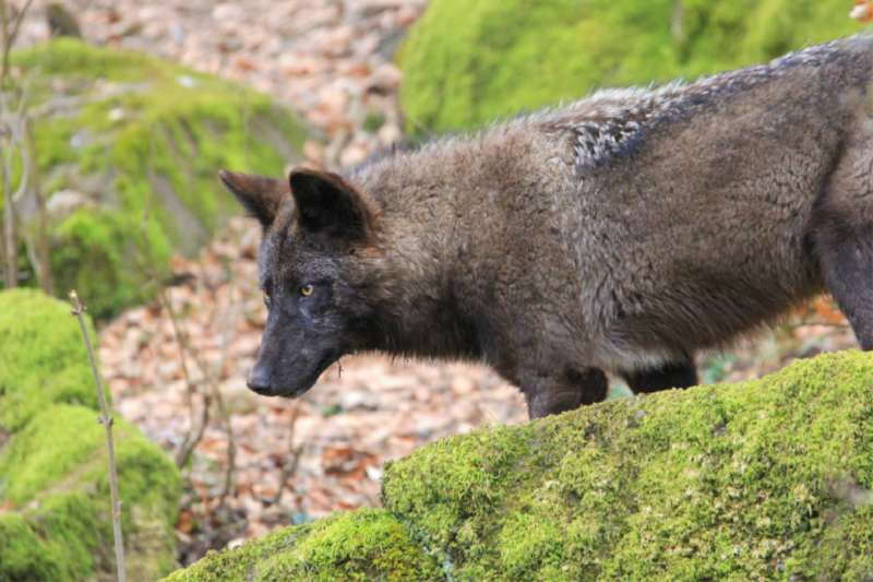 Der Timberwolf