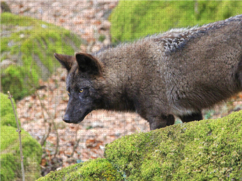 Der Timberwolf