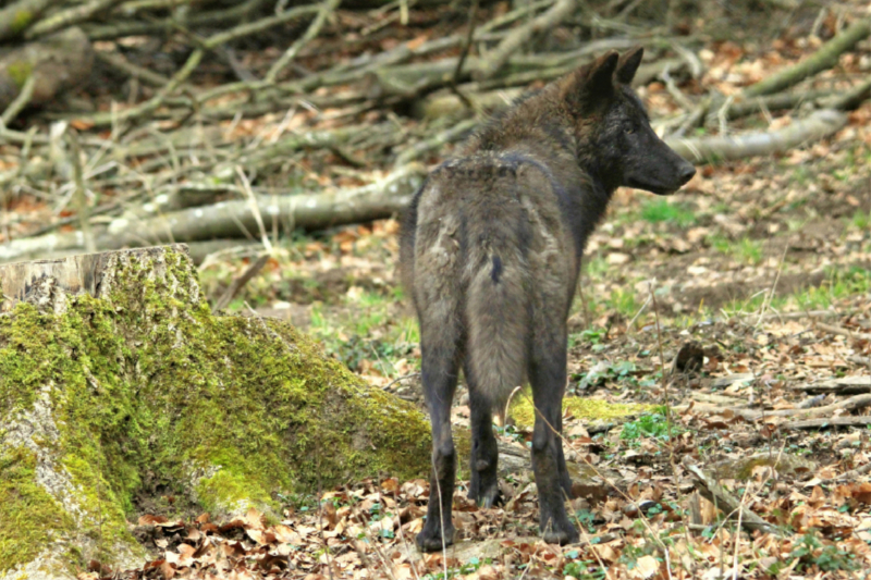 Der Timberwolf - Der Jäger aus den Rocky Mountains