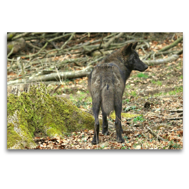 Der Timberwolf - Der Jäger aus den Rocky Mountains