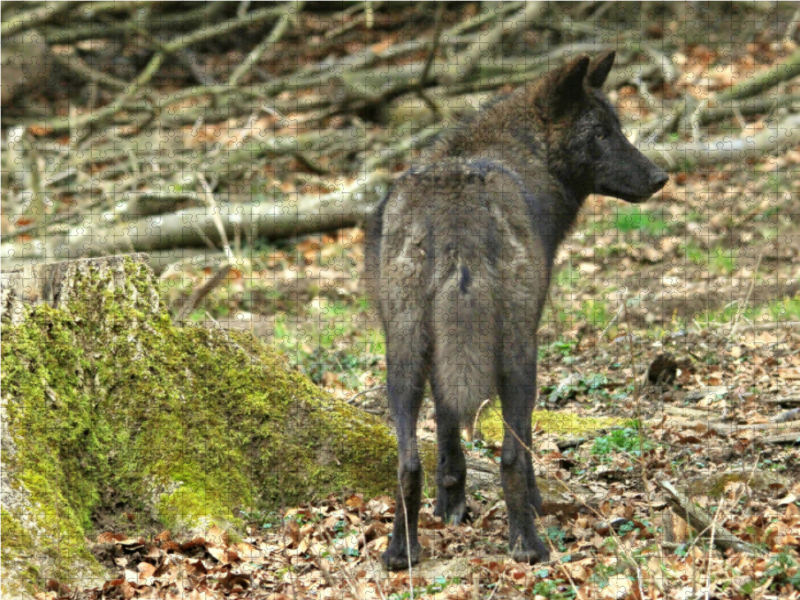 Der Timberwolf - Der Jäger aus den Rocky Mountains