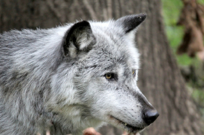 Der Timberwolf - Der Jäger aus den Rocky Mountains