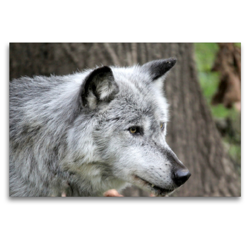 Der Timberwolf - Der Jäger aus den Rocky Mountains