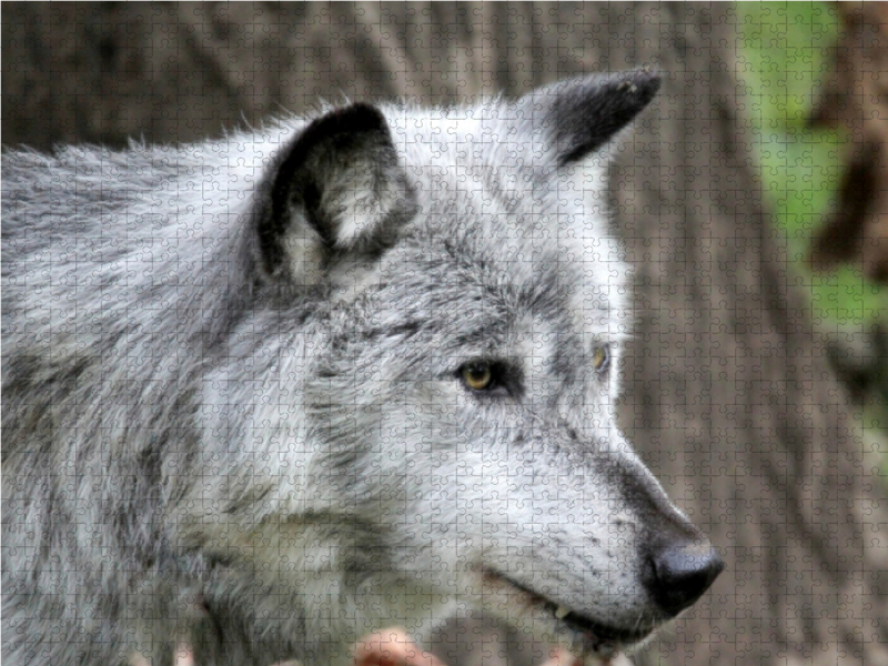 Der Timberwolf - Der Jäger aus den Rocky Mountains