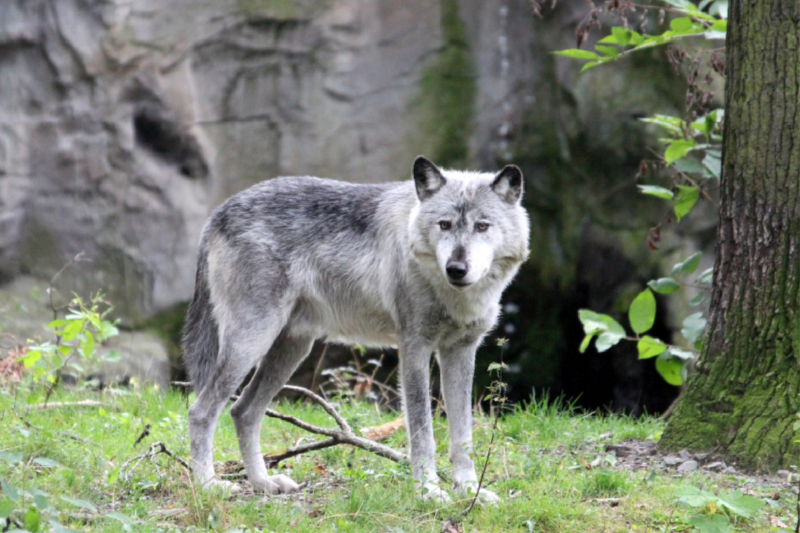 Der Timberwolf - Der Jäger aus den Rocky Mountains