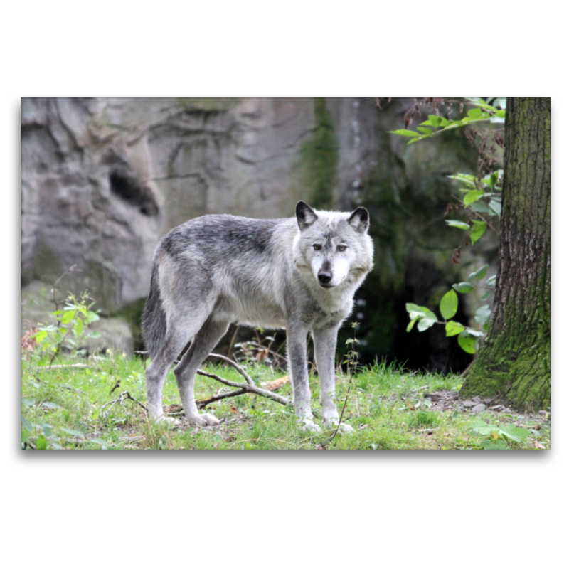 Der Timberwolf - Der Jäger aus den Rocky Mountains