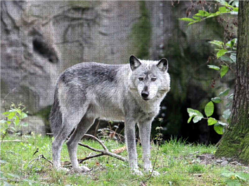 Der Timberwolf - Der Jäger aus den Rocky Mountains