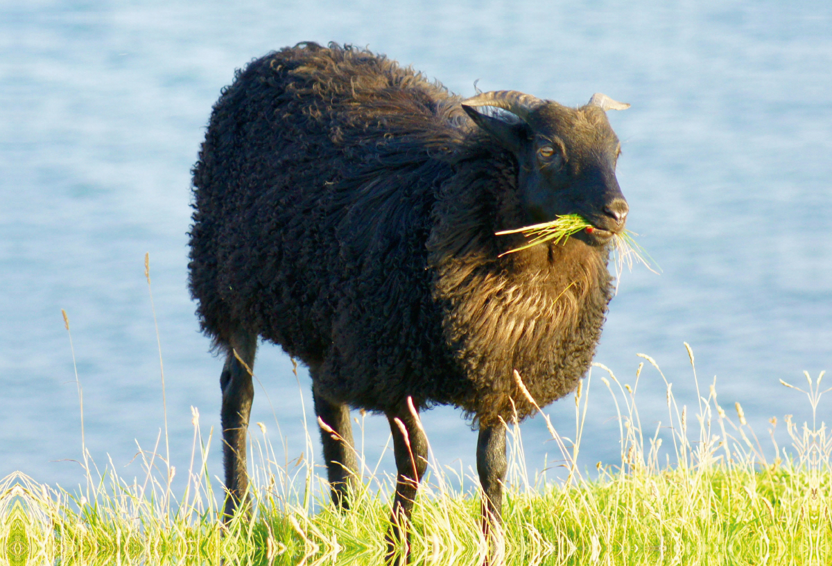 Schwarzes Schaf auf Helgoland