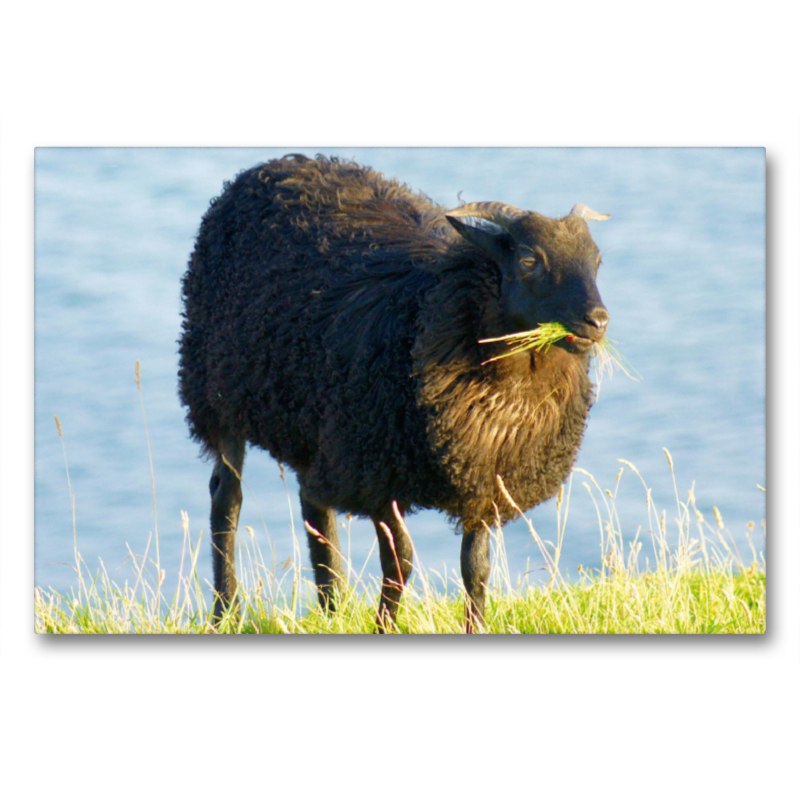 Schwarzes Schaf auf Helgoland