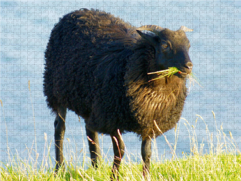 Schwarzes Schaf auf Helgoland