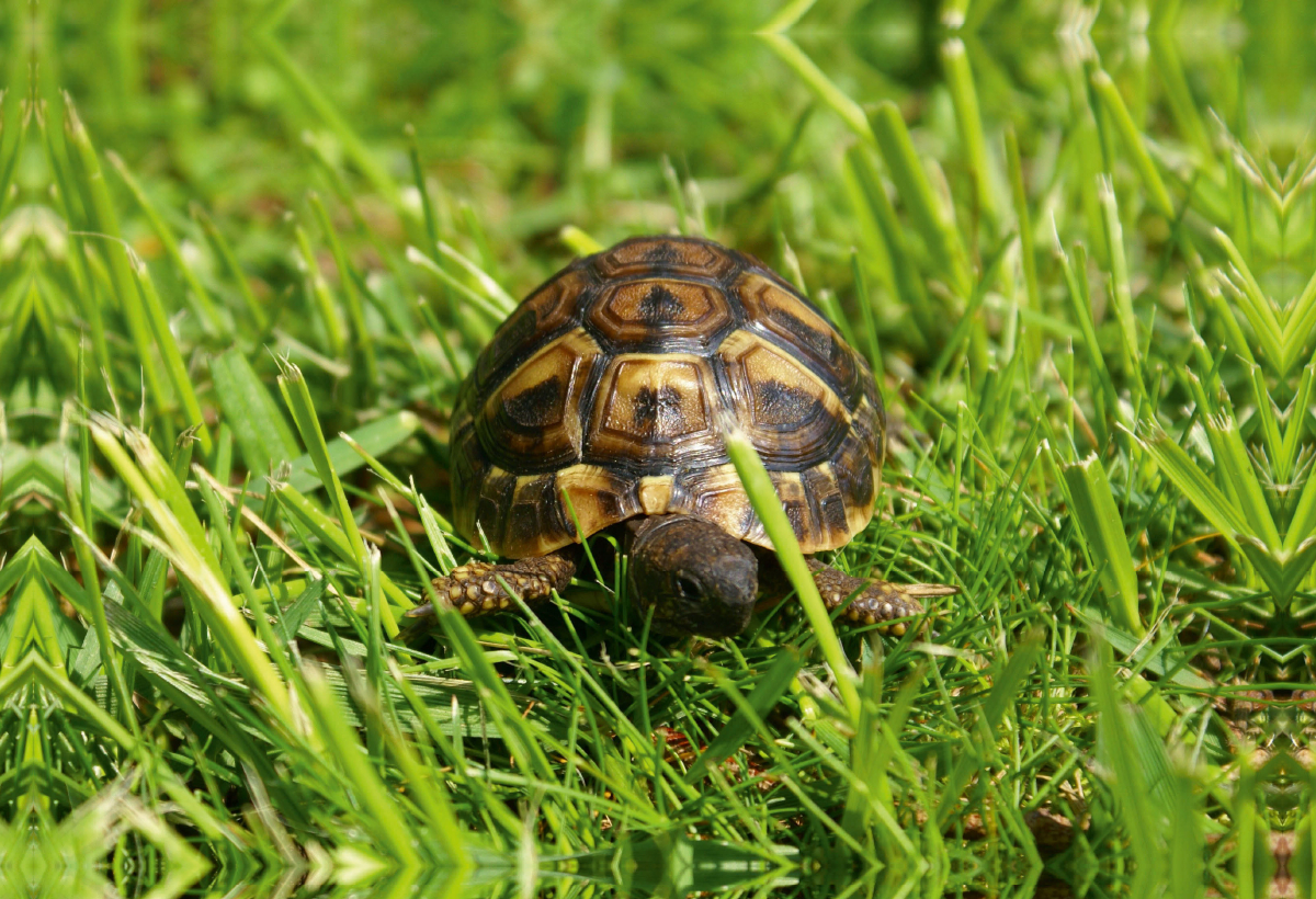 Griechisches Landschildkröten Baby auf der Wiese