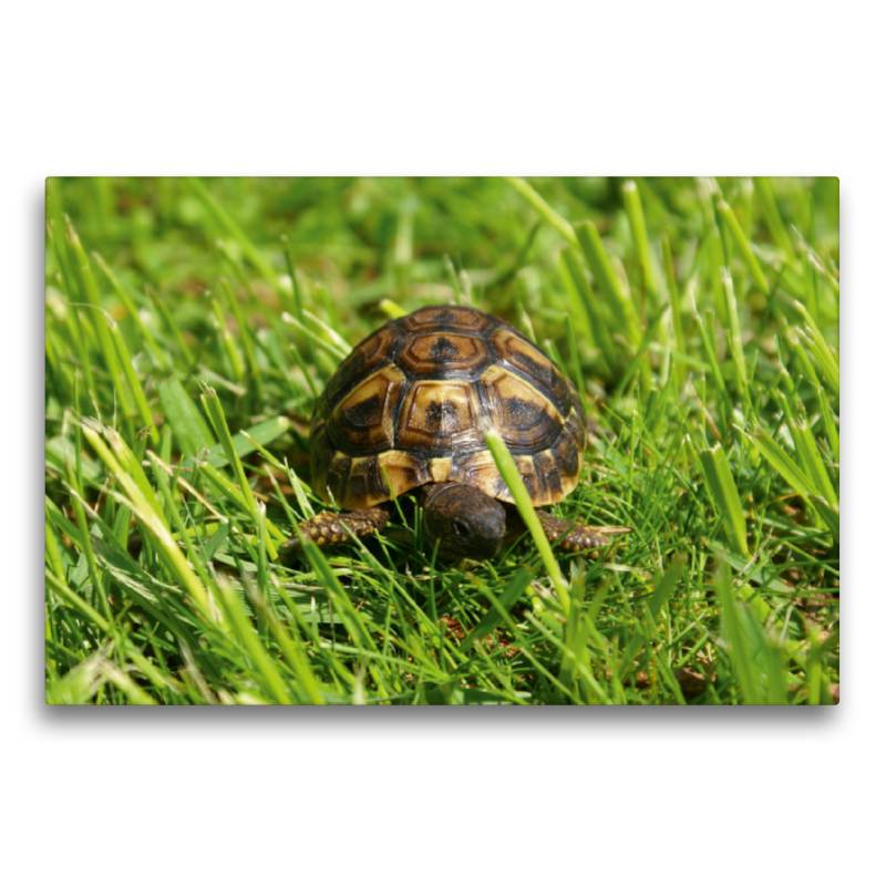 Griechisches Landschildkröten Baby auf der Wiese