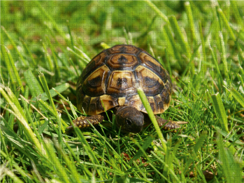 Griechisches Landschildkröten Baby auf der Wiese