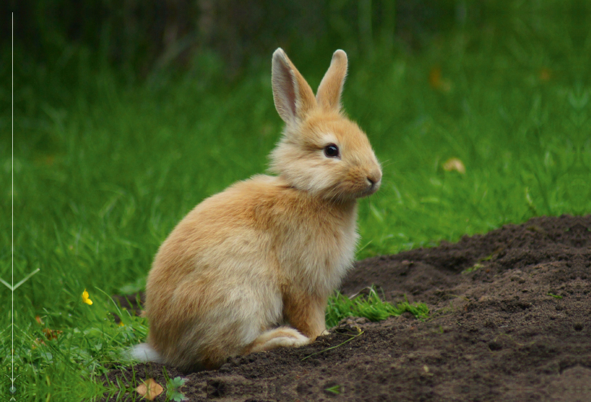 Liebenswertes Zwergkaninchen