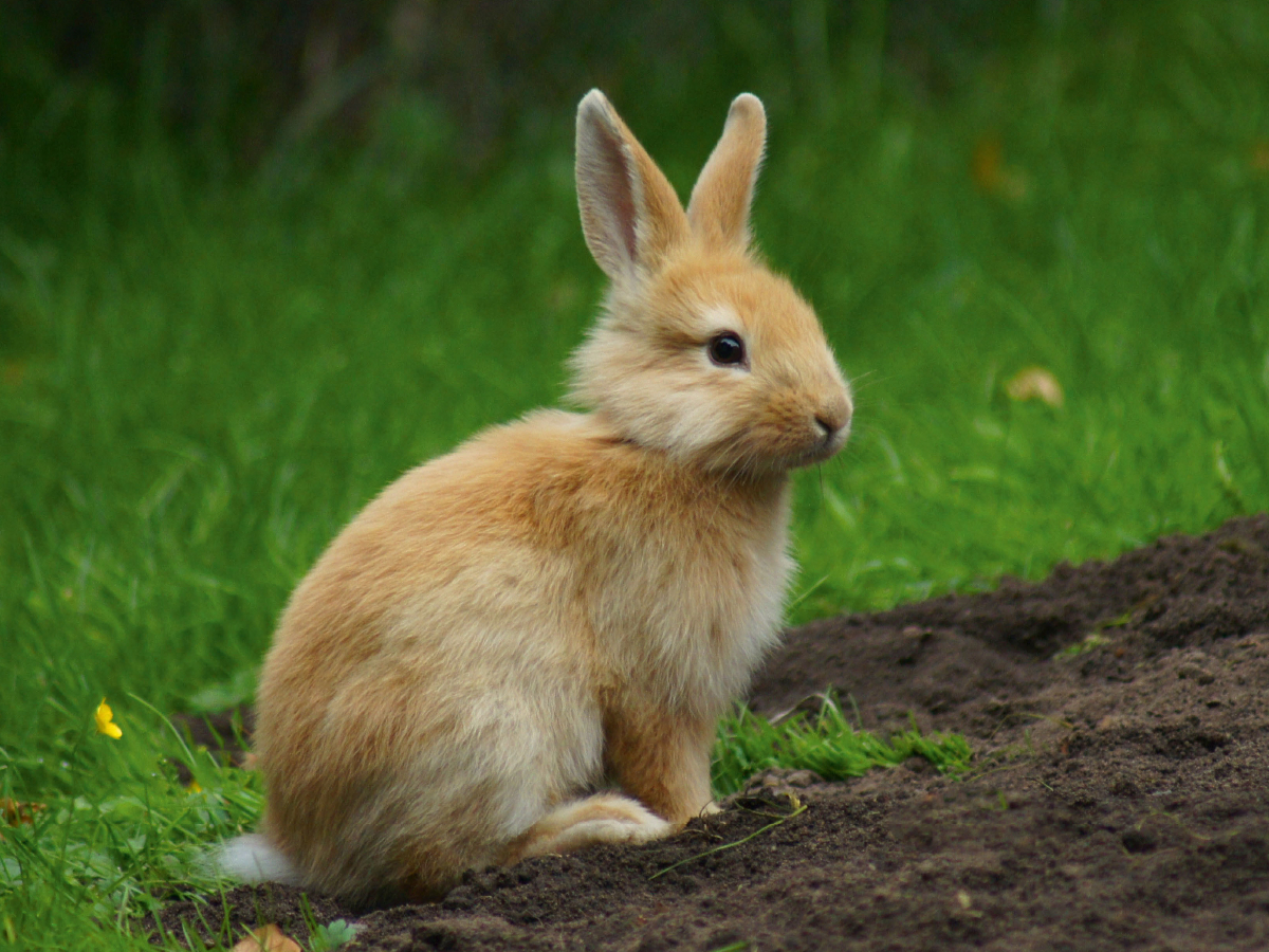 Liebenswertes Zwergkaninchen