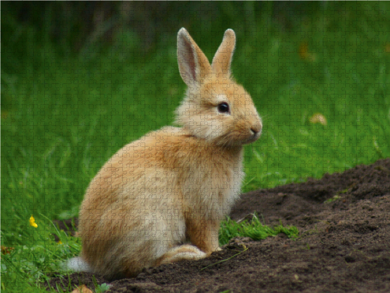 Liebenswertes Zwergkaninchen