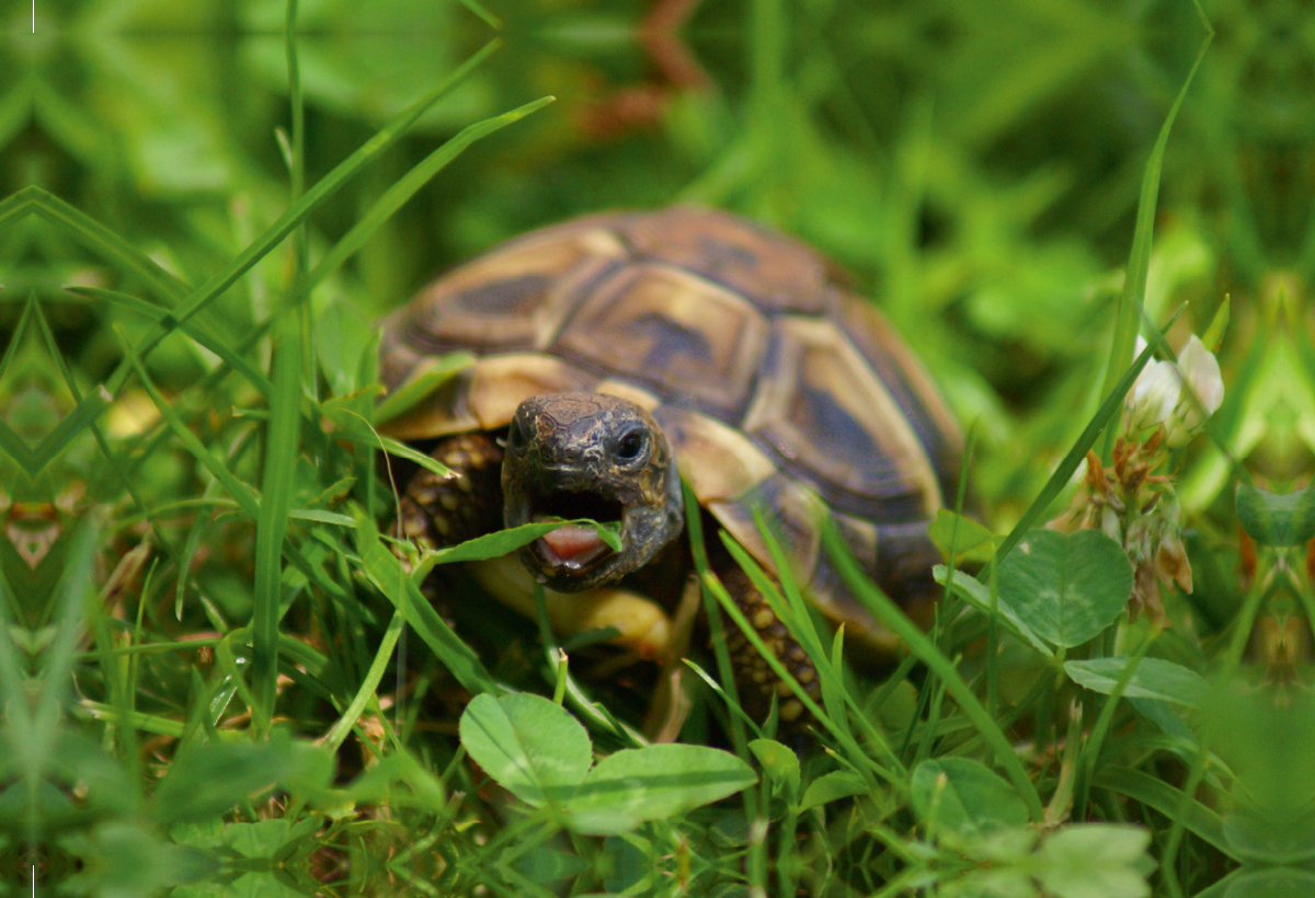 Schildkröten Dinner