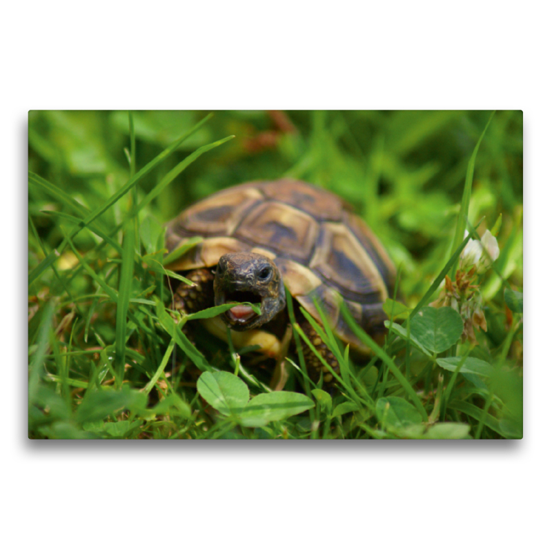 Schildkröten Dinner