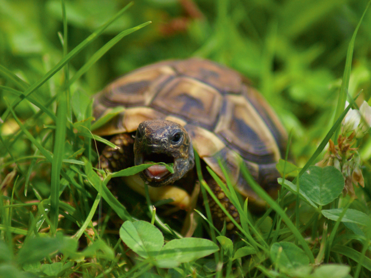 Schildkröten Dinner