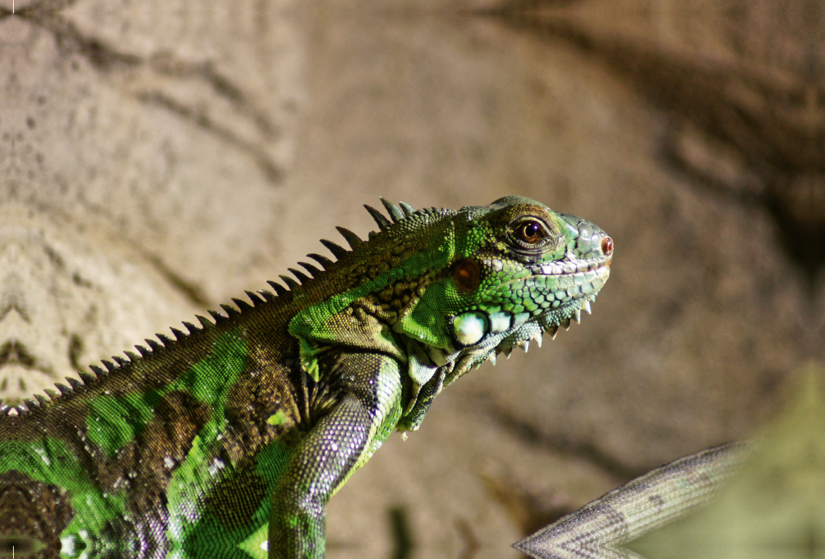 Grüner Leguan