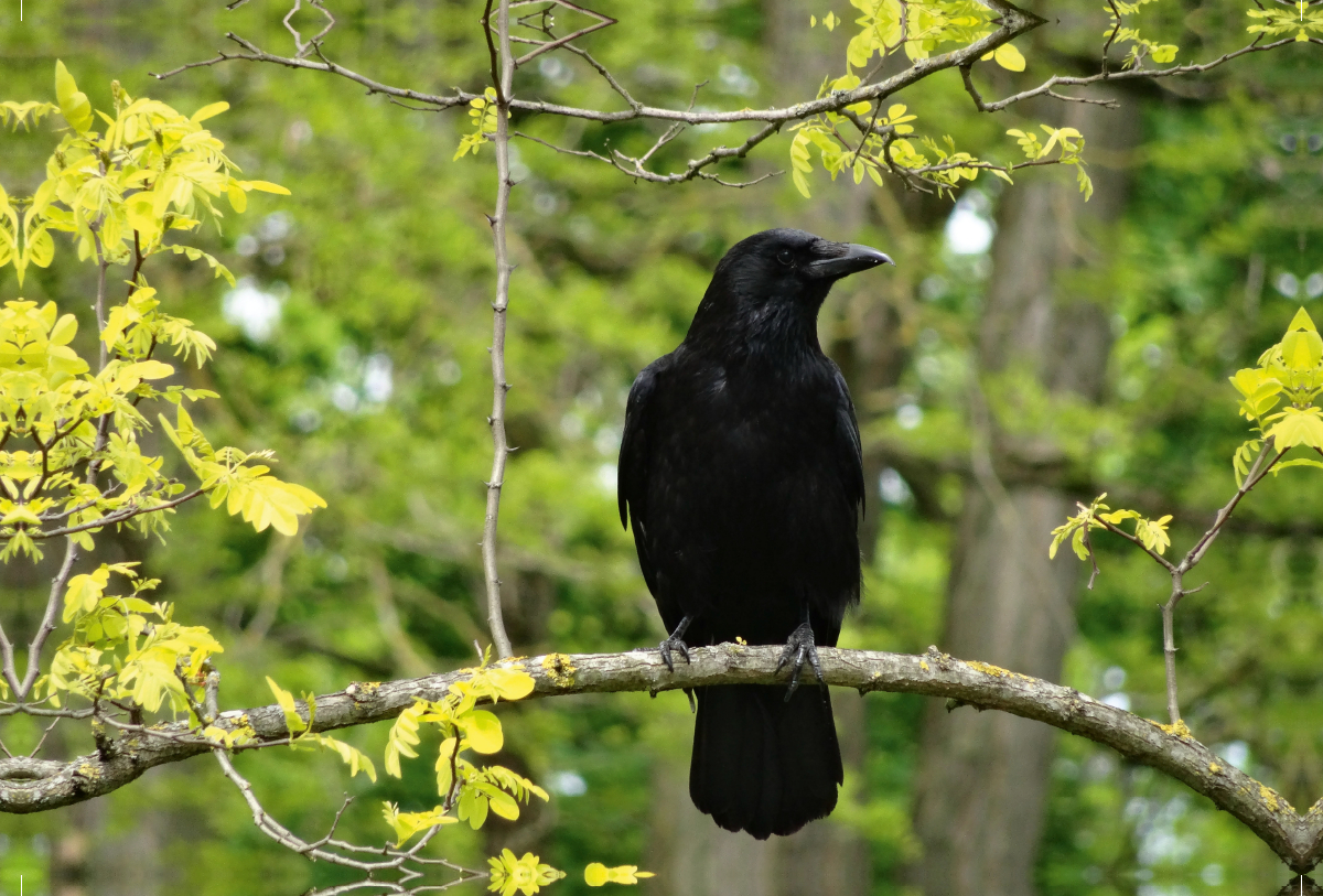 Rabe im Baum